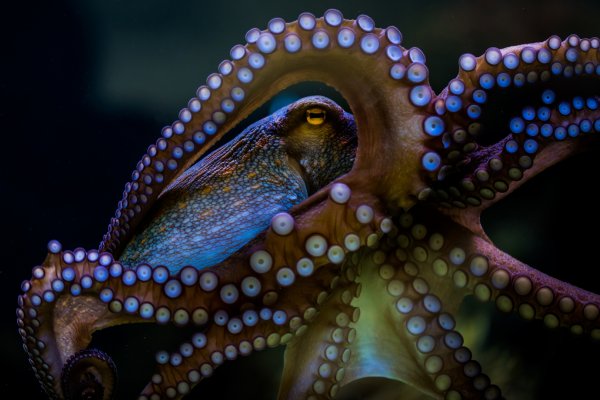 Kraken darknet зеркала